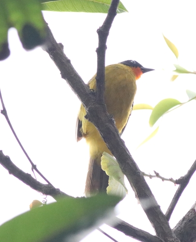 Flame-throated Bulbul (Rubigula gularis), photo 9