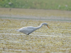 Ardea intermedia intermedia