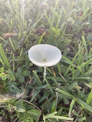 Leucocoprinus fragilissimus image