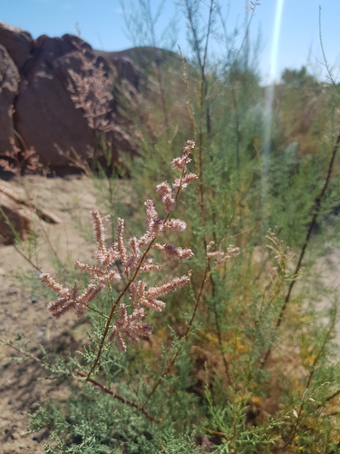 Tamarix karelinii (Tamarix karelinii)