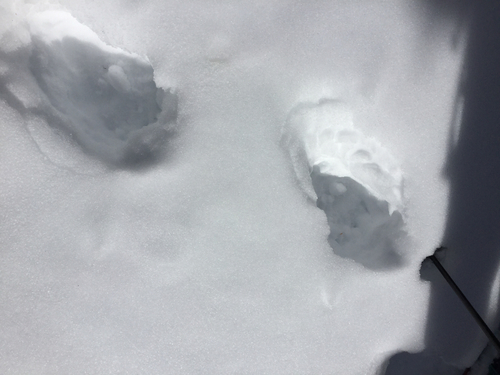 iNaturalist observation photo of American Black Bear