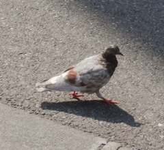 Columba livia domestica
