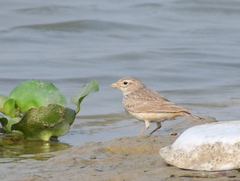 Mirafra assamica