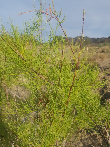 Tamarix karelinii (Tamarix karelinii)