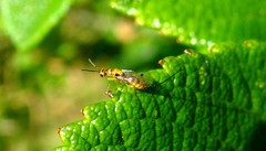 Megastigmus aculeatus