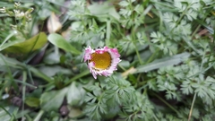 Bellis perennis