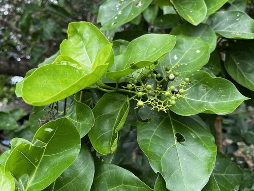 Premna serratifolia