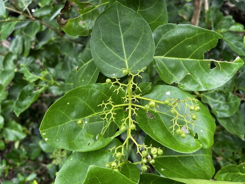 Premna serratifolia