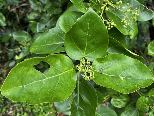 Premna serratifolia
