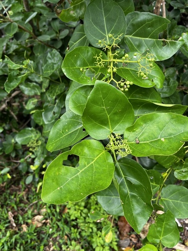 Premna serratifolia