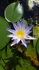 Nymphaea elegans