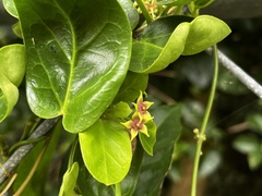 Vincetoxicum sui, photograph 黃美滿, CC BY, iNaturalist via GBIF