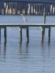 Ardea herodias