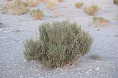 Ephedra breana