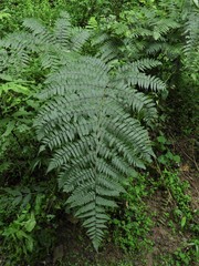 Diplazium viridissimum