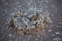 Urmenetea atacamensis