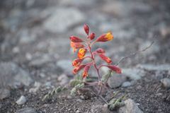 Hoffmannseggia eremophila