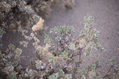 Tiquilia atacamensis