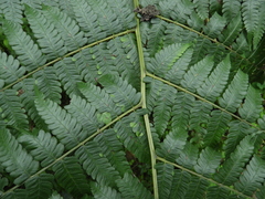 Diplazium viridissimum