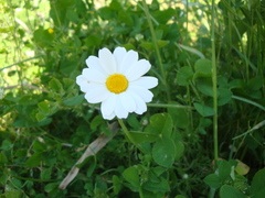 Anthemis chia