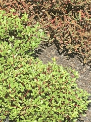 Portulaca howellii