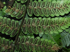 Diplazium viridissimum