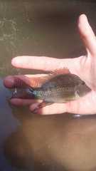 Geophagus steindachneri