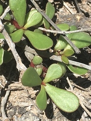 Portulaca howellii