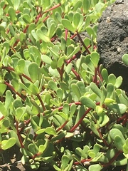 Portulaca howellii