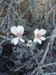 Pelargonium articulatum