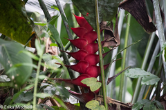 Heliconia caribaea