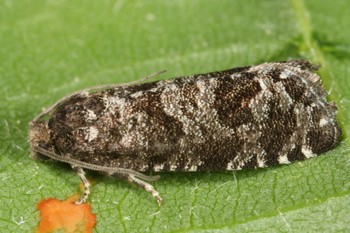 Pine Resin-gall Moth