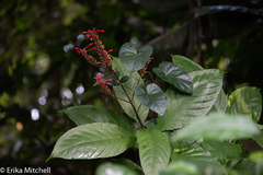 Odontonema