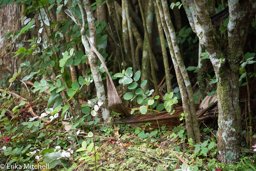 Breynia disticha