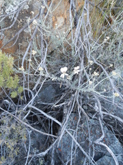Pelargonium articulatum