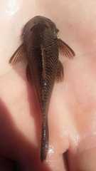 Chaetostoma