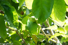 Vangueria madagascariensis