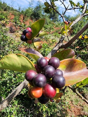 Bush Plum