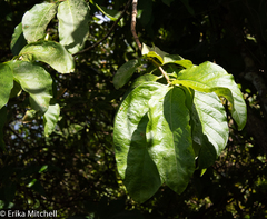 Vangueria madagascariensis