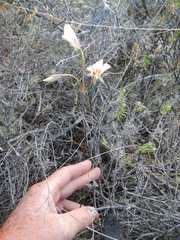 Pelargonium articulatum