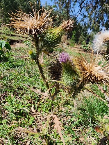Bull Thistle