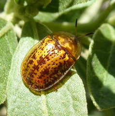 Conchyloctenia hybrida