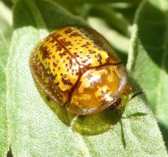 Conchyloctenia hybrida