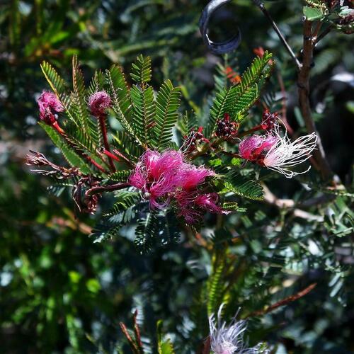 Calliandra fasciculata