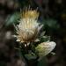 Dasyphyllum reticulatum - Photo (c) Mauricio Mercadante, algunos derechos reservados (CC BY-NC-SA)