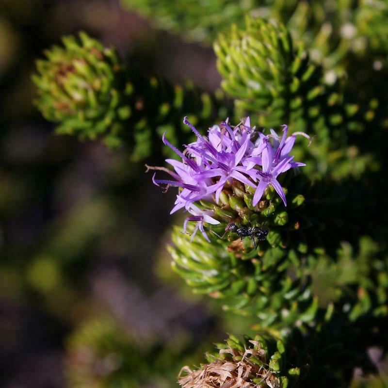 Lychnophora rosmarinifolia