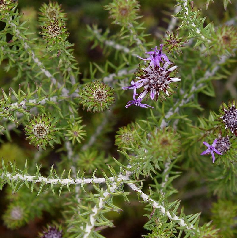 Lychnophora passerina
