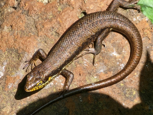 Speckle-lipped Mabuya