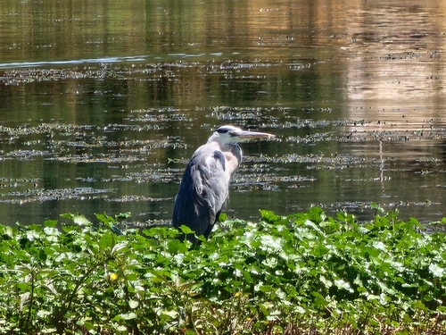 Grey Heron
