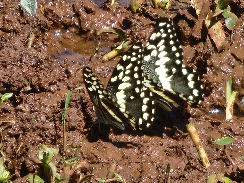 Citrus Swallowtail